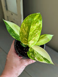 Philodendron Green Congo Nuclear Variegated