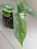 Alocasia Dragon Wing