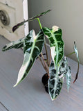 Alocasia Bambino Variegated Pink & White - Actual Plant
