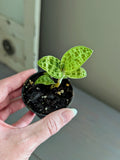 Macodes Petola Lightning Jewel Orchid