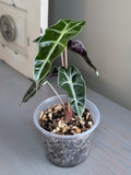 Alocasia Polly