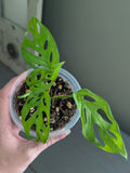 Monstera Adansonii