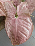 Syngonium Pink Perfection