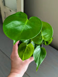 Monstera Deliciosa