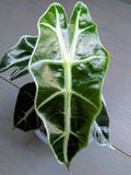 Alocasia Polly