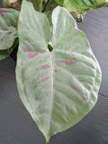 Syngonium Milk Confetti