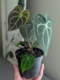 Anthurium Clarinervium Hybrid