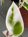 Hoya Krimson Queen Tricolor