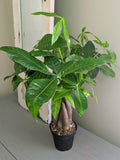 Money Tree