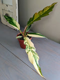Philodendron Caramel Marble Pluto - Actual Plant