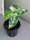 Alocasia Frydek Variegated
