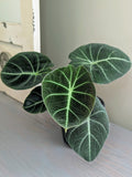 Alocasia Black Velvet