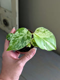 Monstera Bulbasaur - Actual Plant