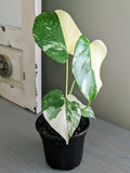 Monstera Thai Constellation