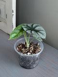 Alocasia Silver Dragon