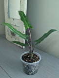 Alocasia Lauterbachiana Purple Sword