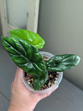 Alocasia Quilted Dreams