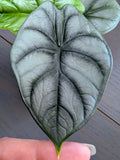 Alocasia Silver Dragon