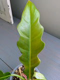 Philodendron Jungle Boogie